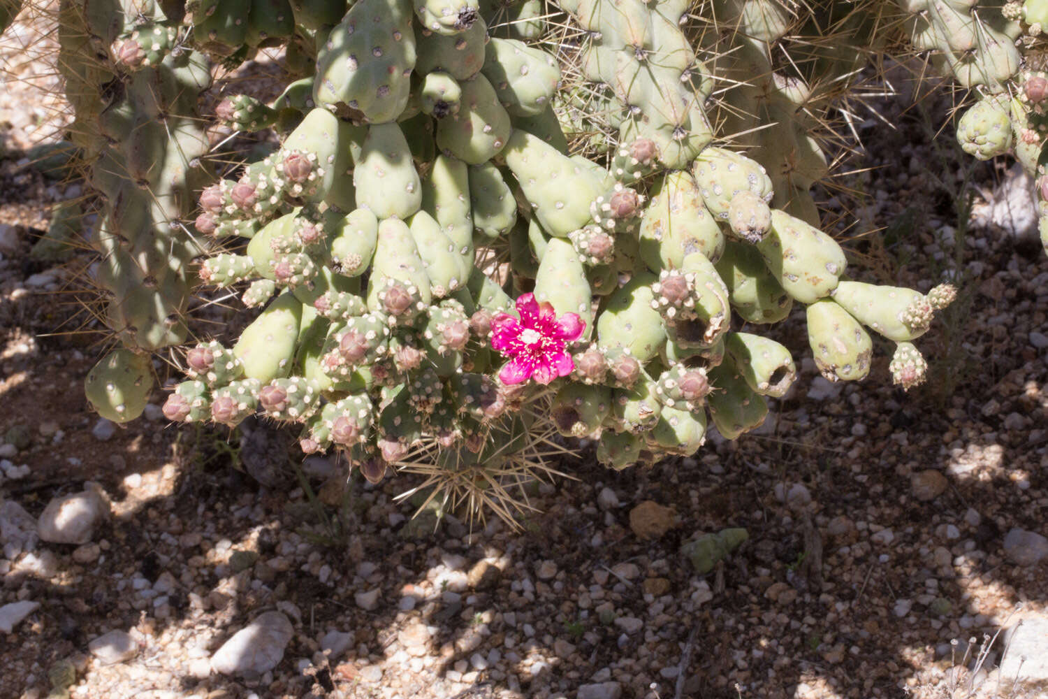 Image of jumping cholla