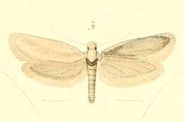 Image of Anomalotinea