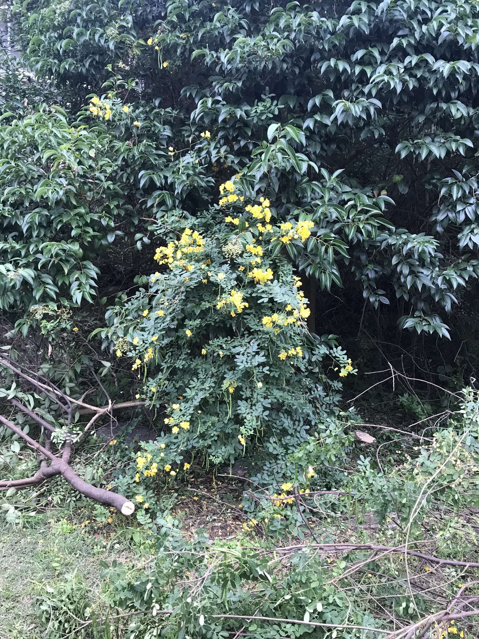 Senna pendula var. glabrata (Vogel) H. S. Irwin & Barneby resmi