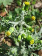 Image of groundsel