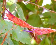 Tillandsia exserta Fernald resmi