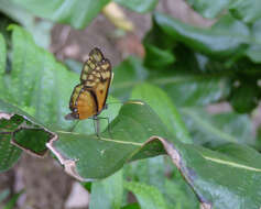 Image of <i>Pteronymia latilla nigricans</i>