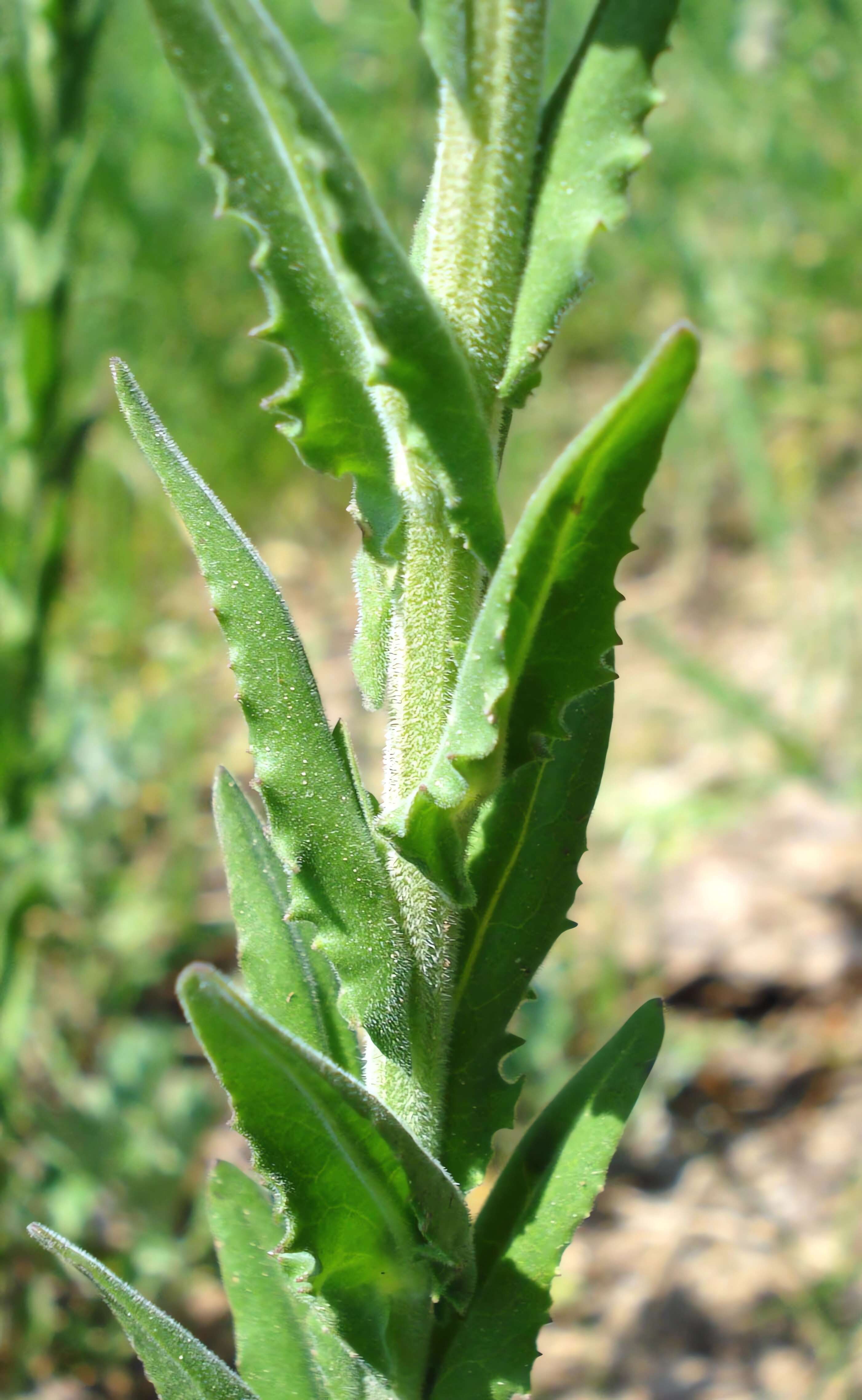 Image of field pepperweed