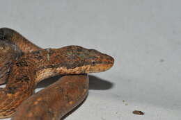 Tropidophis melanurus (Schlegel 1837) resmi