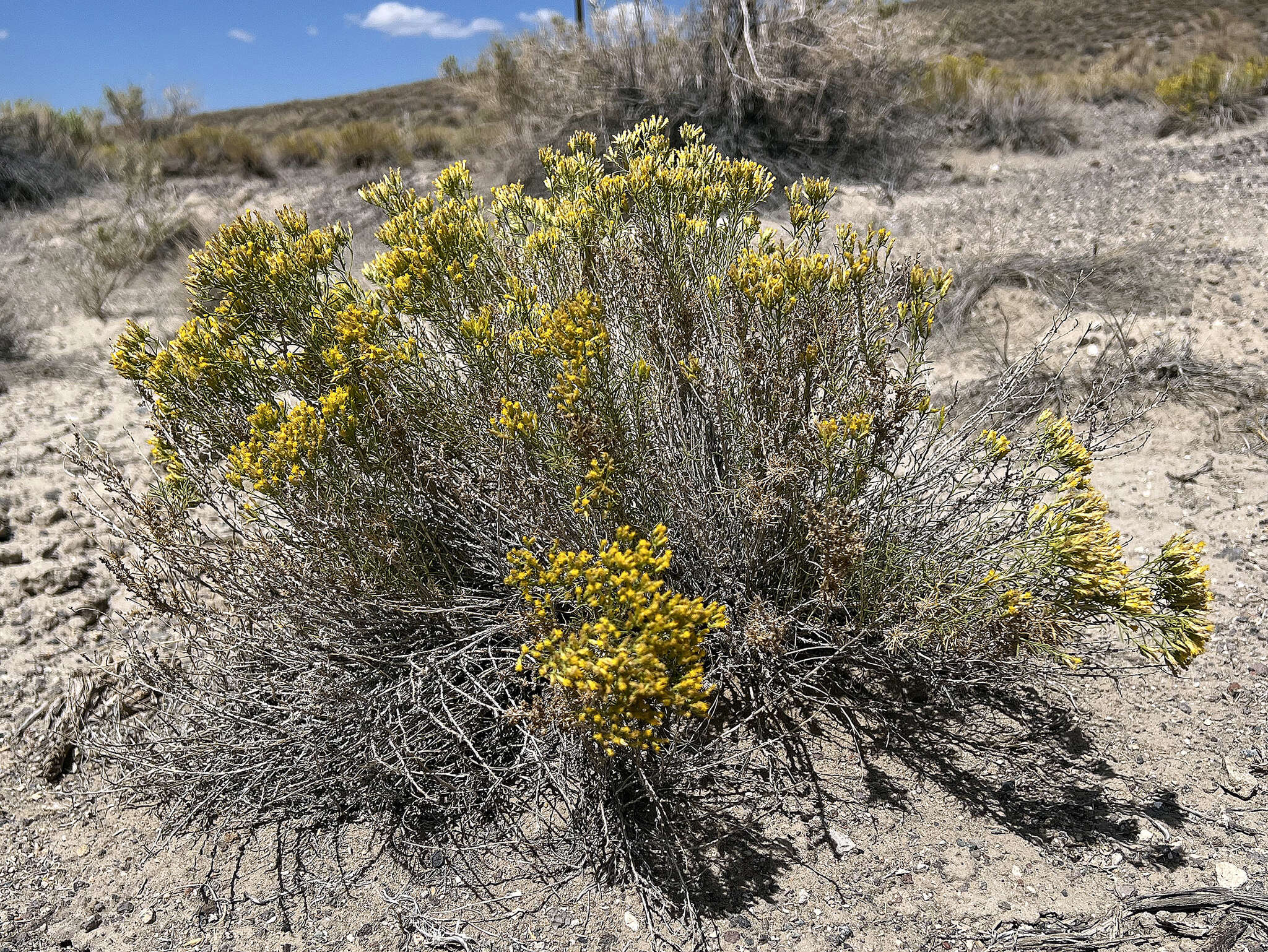 Imagem de Chrysothamnus greenei (A. Gray) Greene