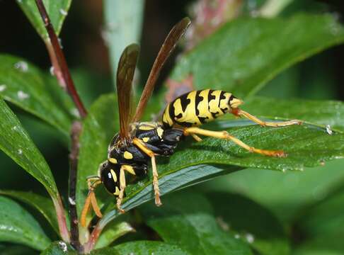 Image of Paper wasp