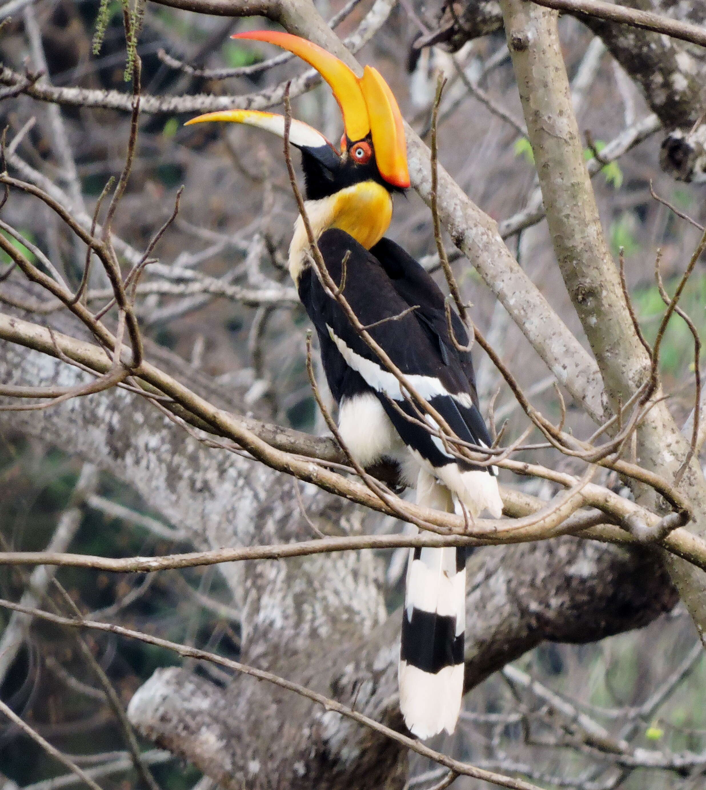 Image of Great Indian Hornbill