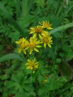 Image of Solidago spiraeifolia var. cuprea (Juz.) V. Yu. Barkalov