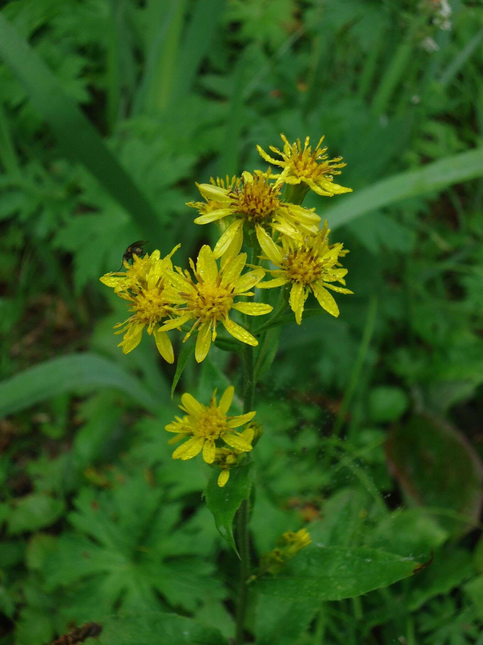 Image de Solidago spiraeifolia var. cuprea (Juz.) V. Yu. Barkalov