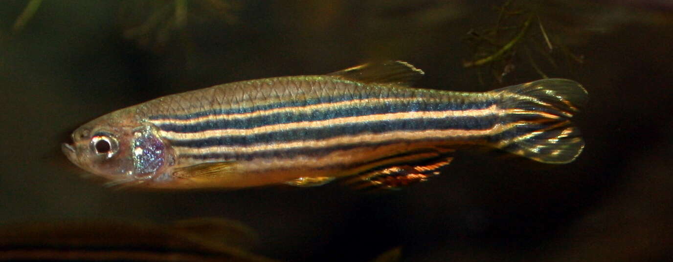 Image of Danio