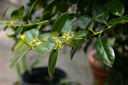 Image of Chinese holly