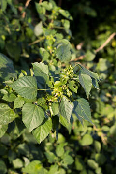 Imagem de Acalypha glabrata Thunb.