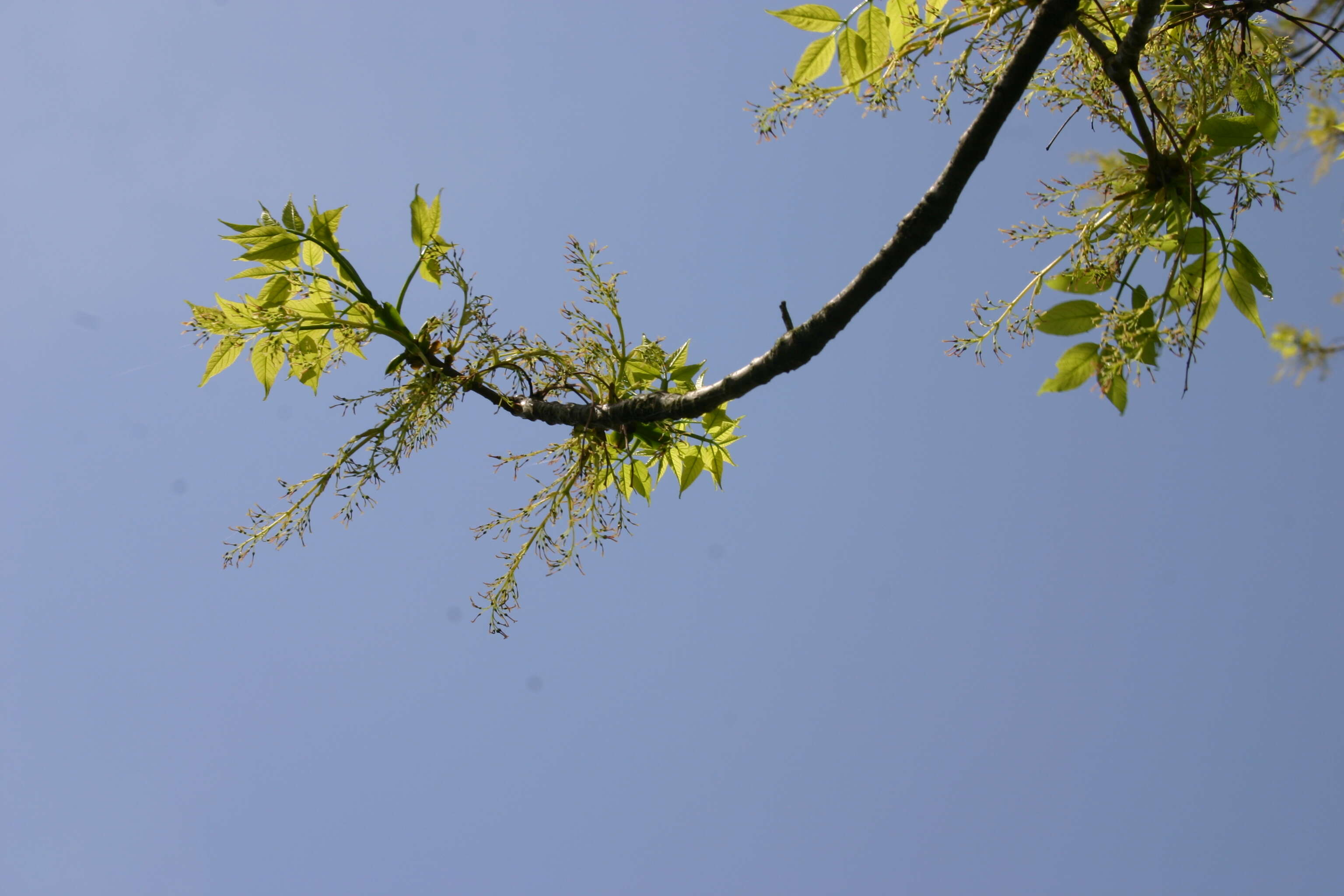 Image of American Ash