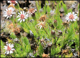 Plancia ëd Tetramolopium humile subsp. haleakalae T. K. Lowrey