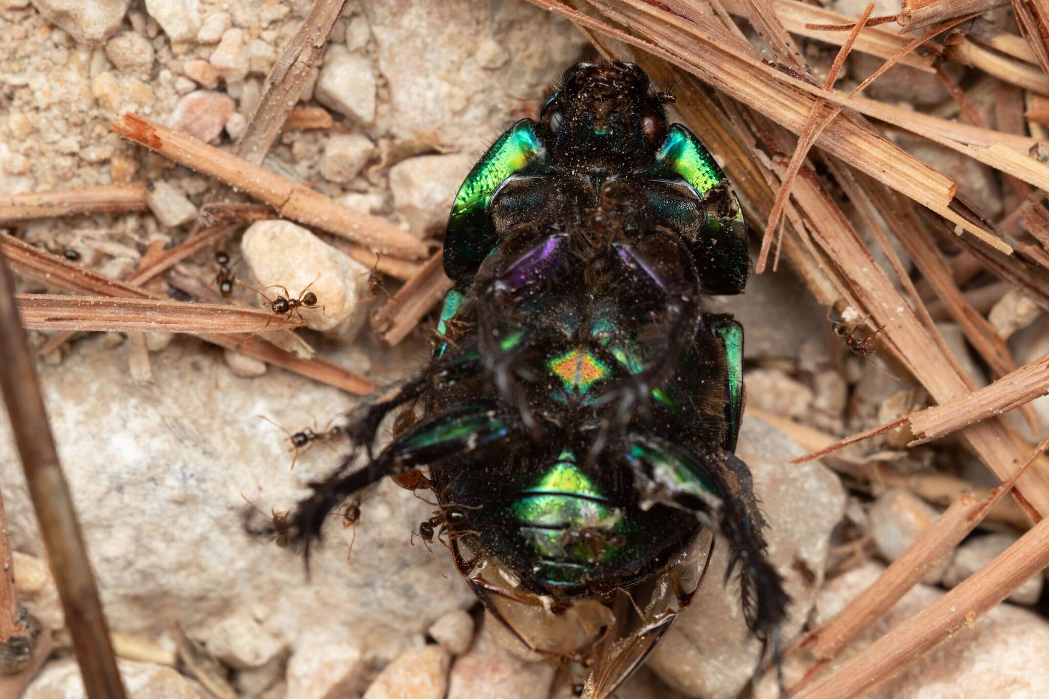 Image of Sericotrupes niger (Marsham 1802)