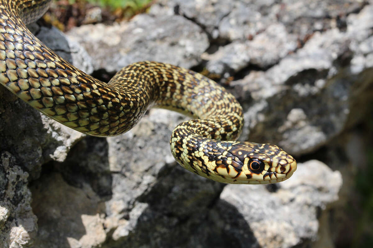 Image of Whip Snakes