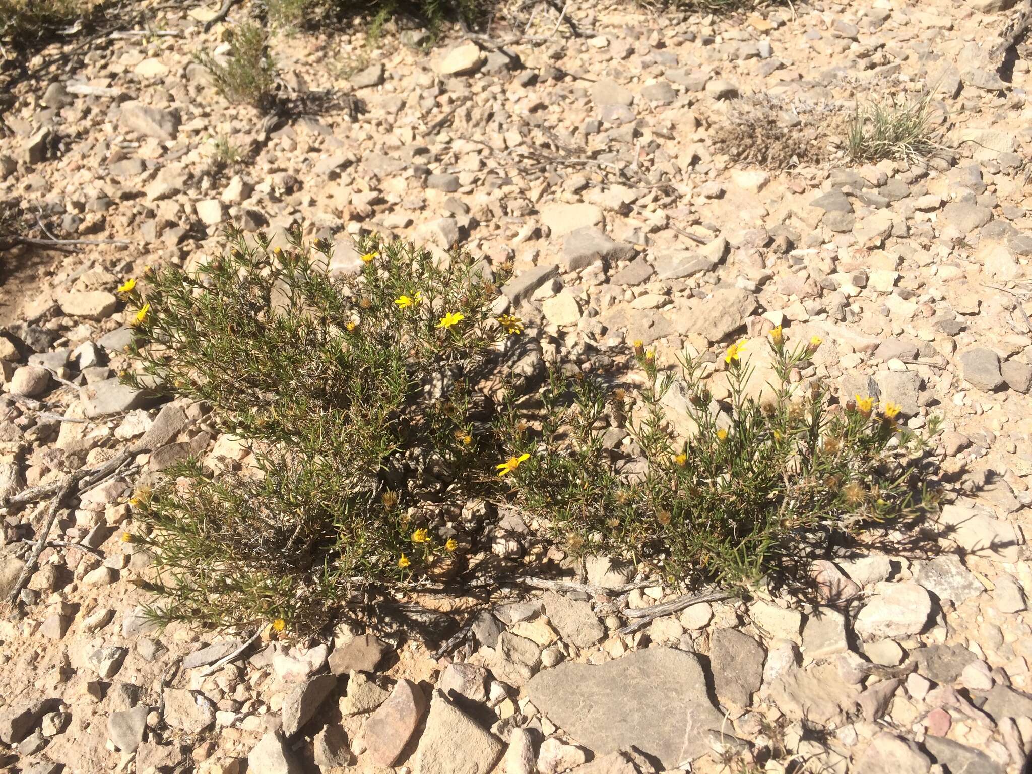 Image of pricklyleaf dogweed