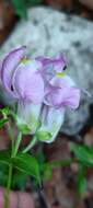 صورة Antirrhinum linkianum Boiss. & Reuter