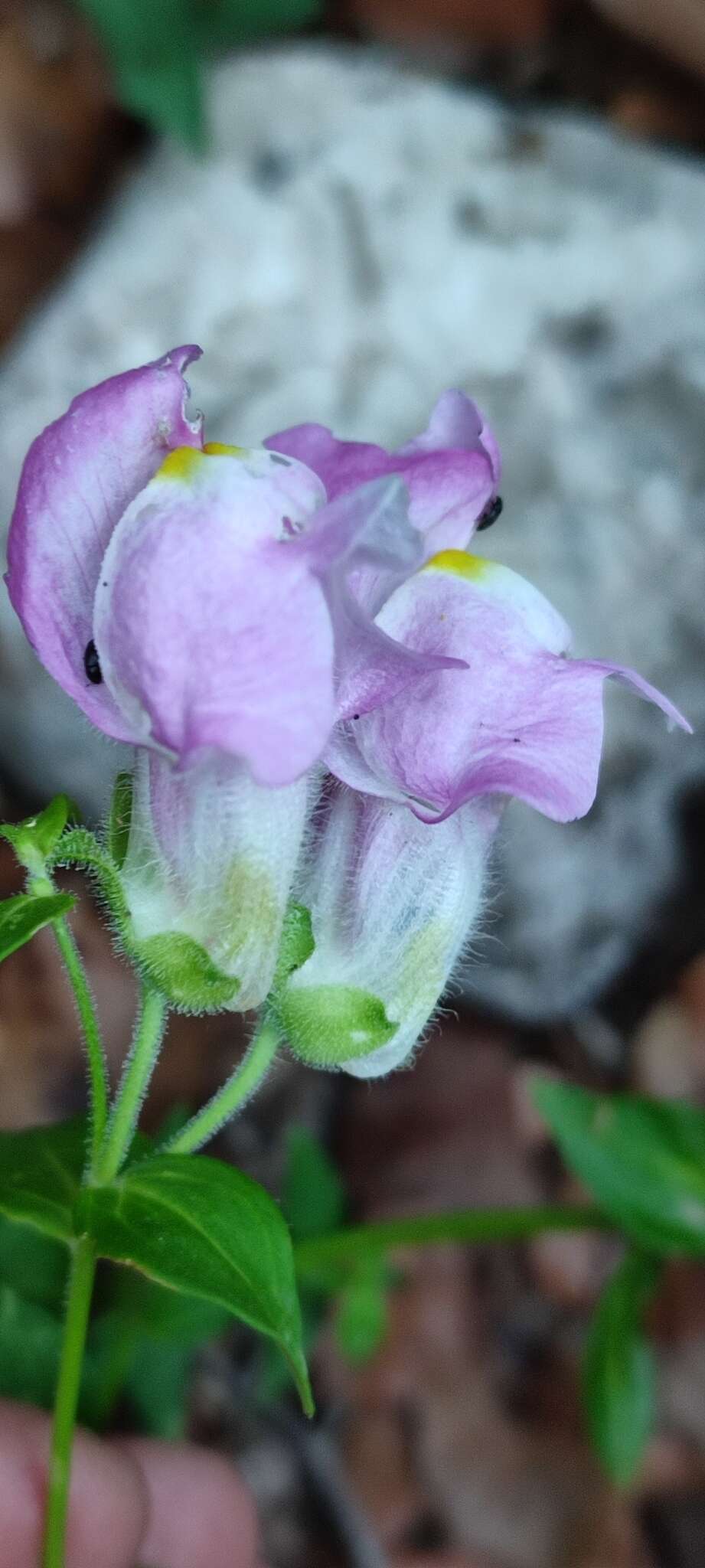 Image de Antirrhinum linkianum Boiss. & Reuter