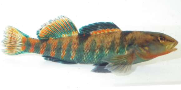 Image of Rainbow Darter