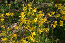 Image of roundleaf ragwort