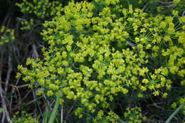 Image de Euphorbe petit cyprès