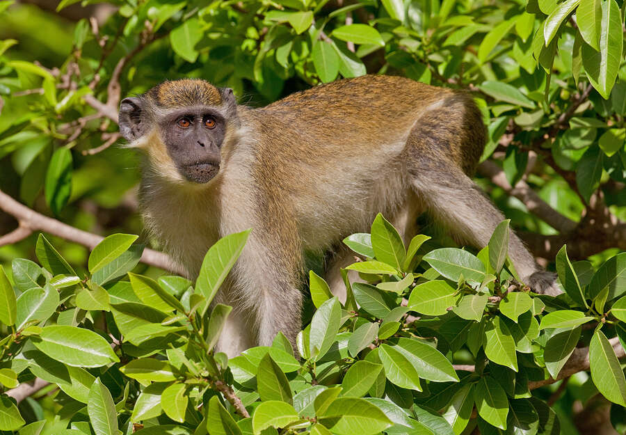 Image of Green Monkey