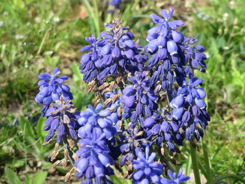 Image of Armenian grape hyacinth