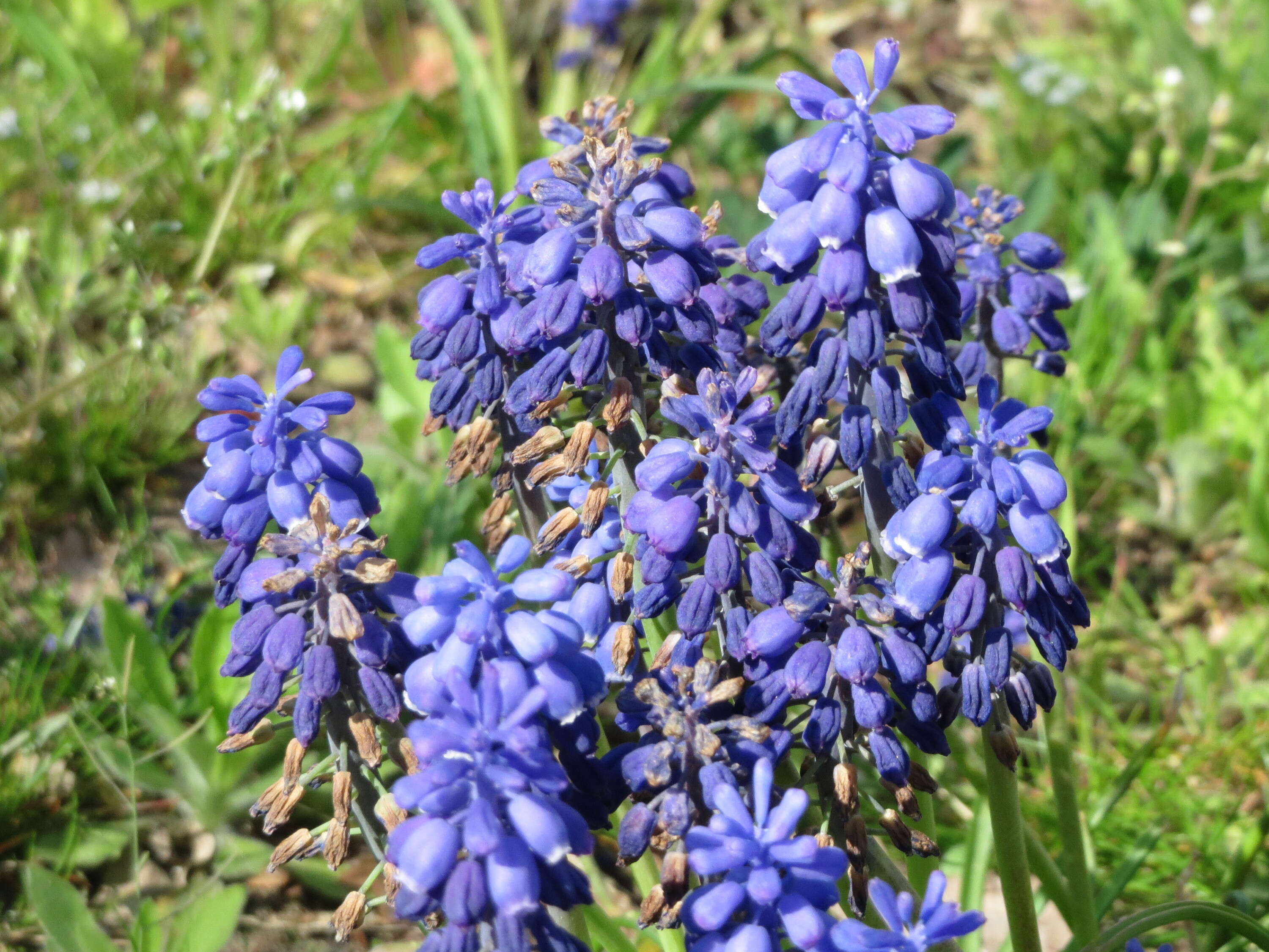 Imagem de Muscari armeniacum H. J. Veitch