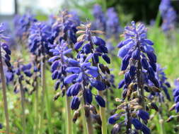 Image of Armenian grape hyacinth