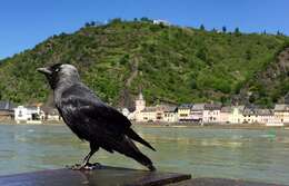 Image of Eurasian Jackdaw