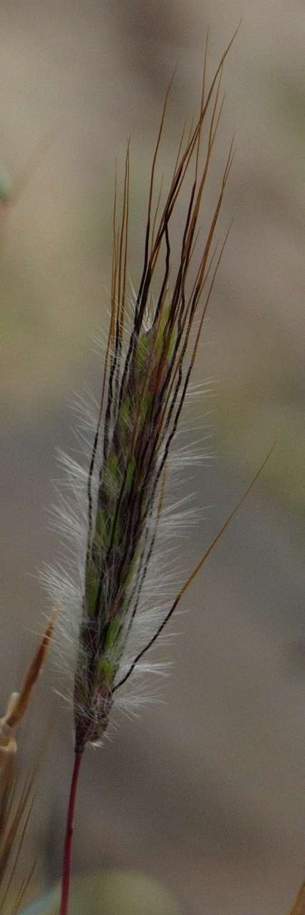 Image de Dichanthium sericeum subsp. sericeum