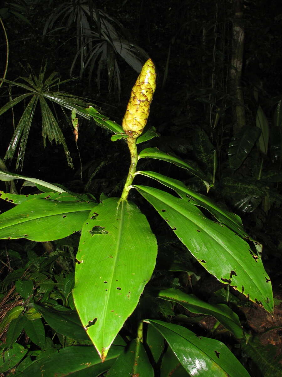 Image of Costus nitidus Maas