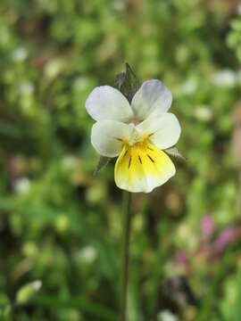 Слика од Viola arvensis Murray