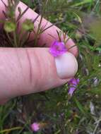 Image of slenderleaf false foxglove