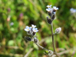 Image of strict forget-me-not