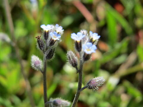 Image of strict forget-me-not