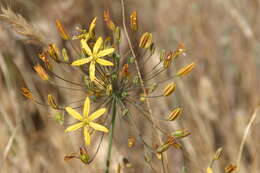 Image of common goldenstar