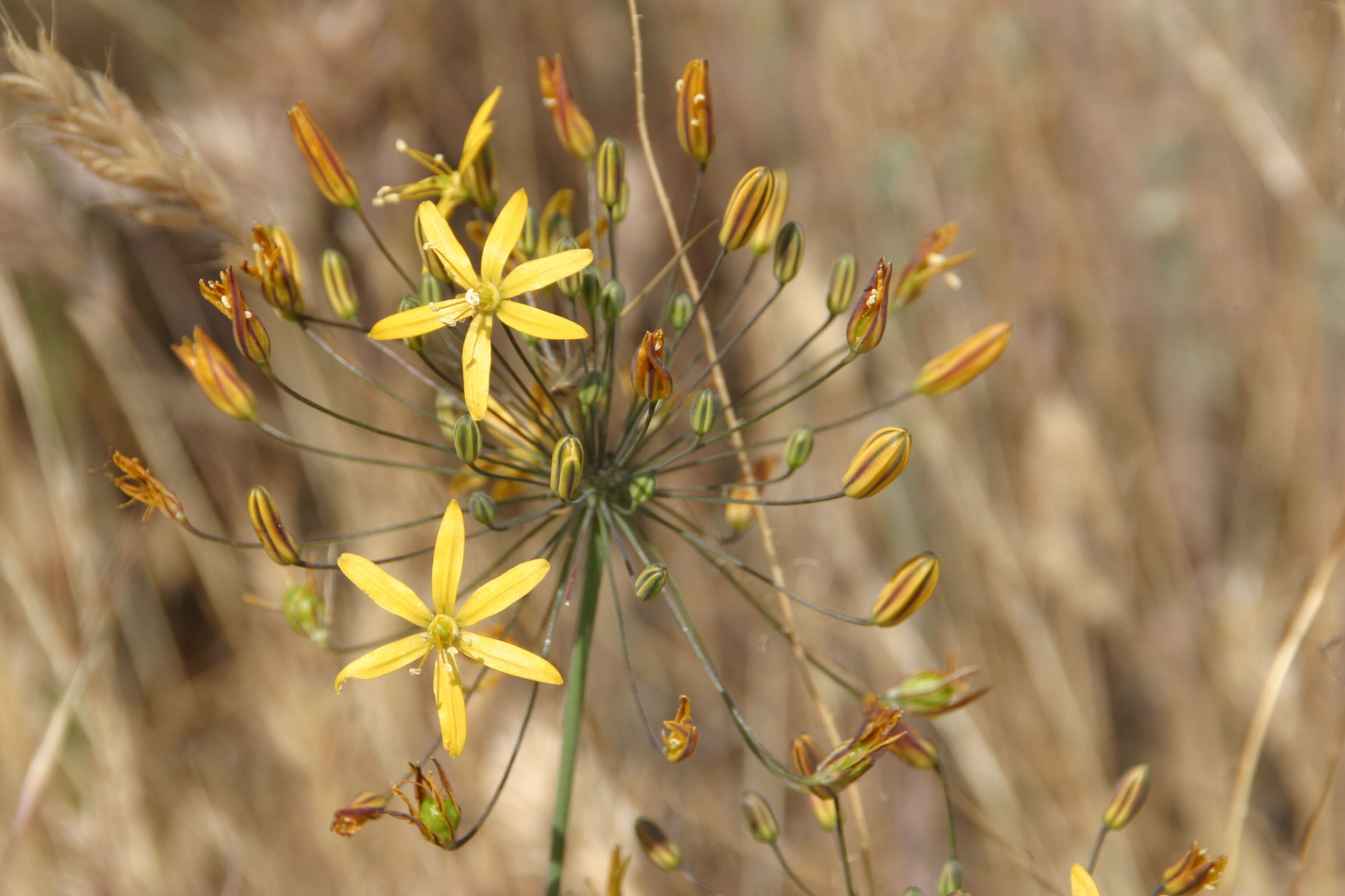 Image of common goldenstar