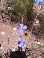 Image of Aristea madagascariensis Baker