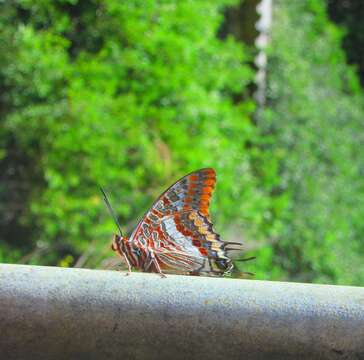 Image of Two-tailed Pasha