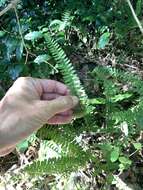 Polystichum hancockii (Hance) Diels resmi