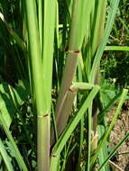 Image of Manchurian wild rice