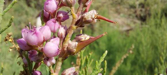 Imagem de Tamarix ericoides Rottl. & Willd.