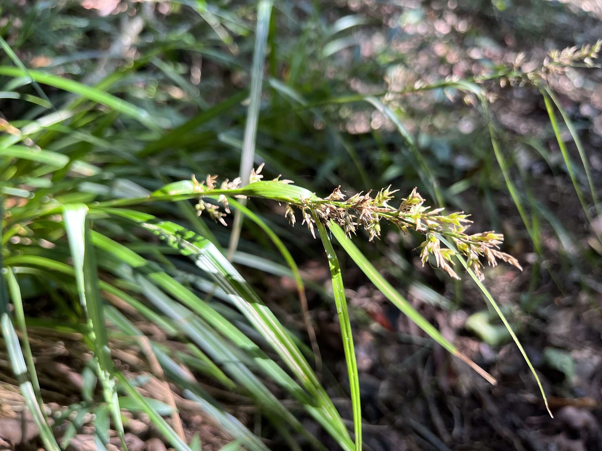 Image of Carex zuluensis C. B. Clarke