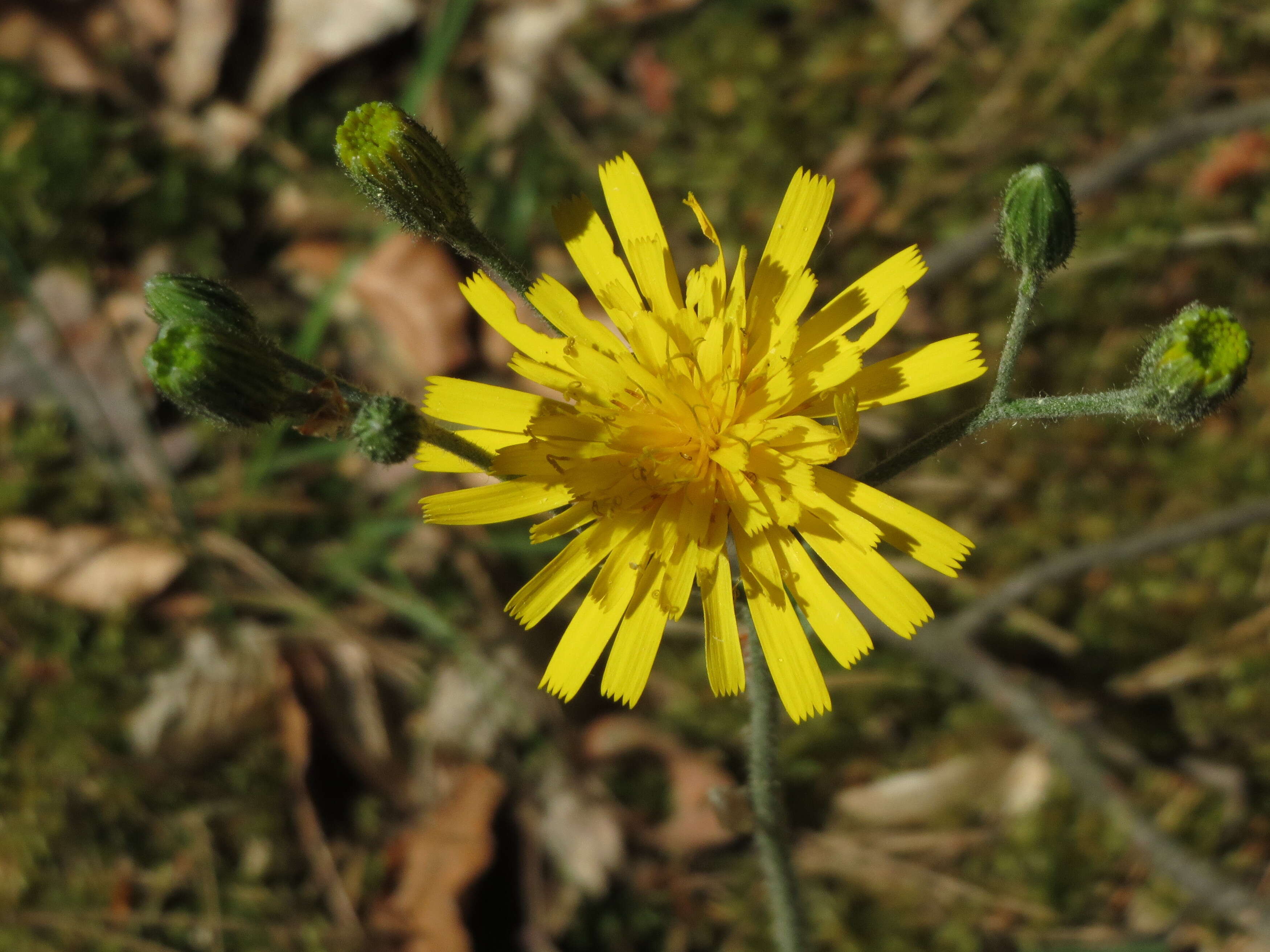 Image of few-leaved hawkweed