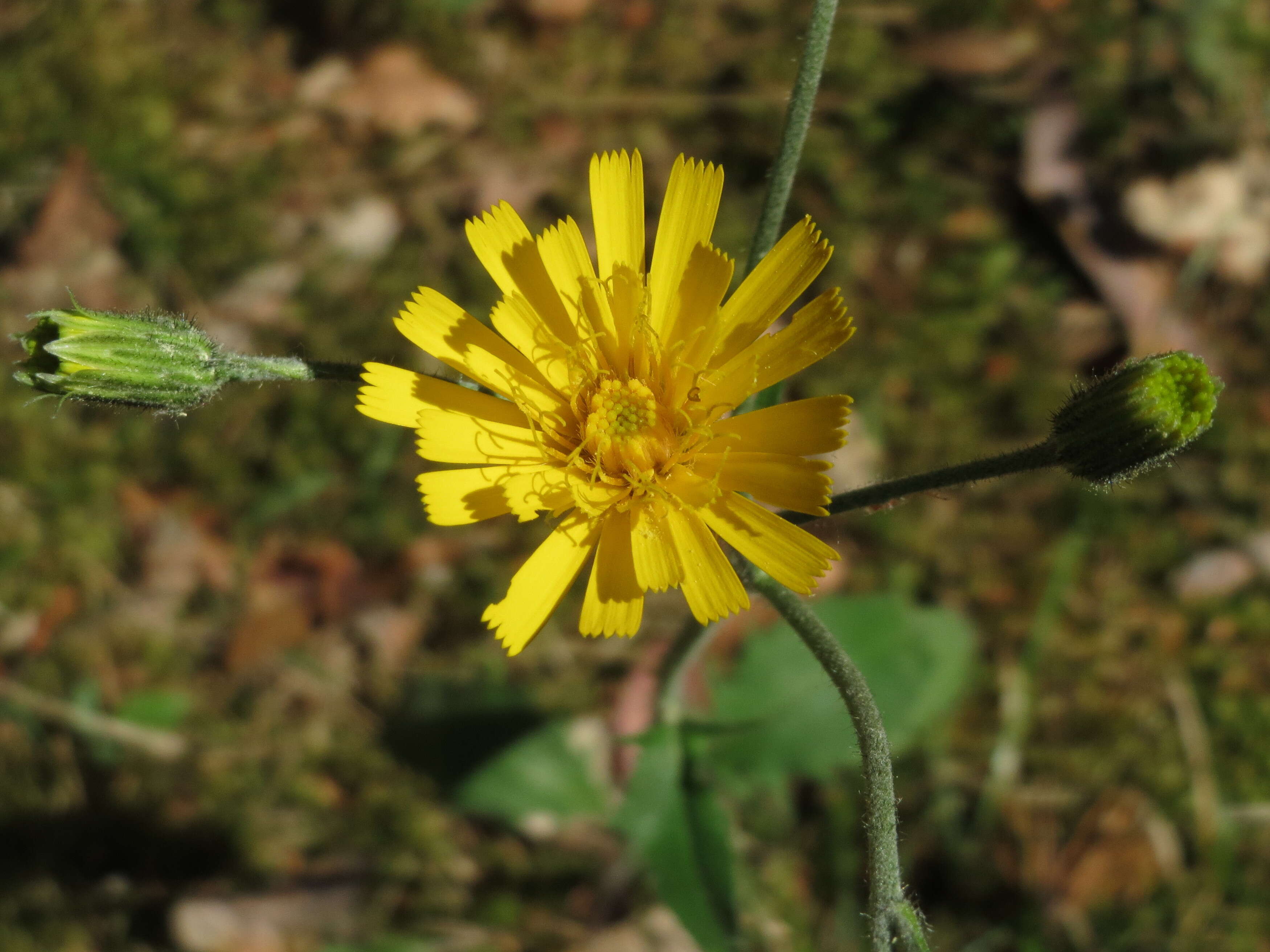 Image of few-leaved hawkweed