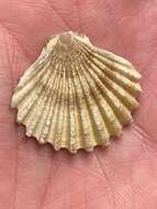 Image de Leopecten Masuda 1971