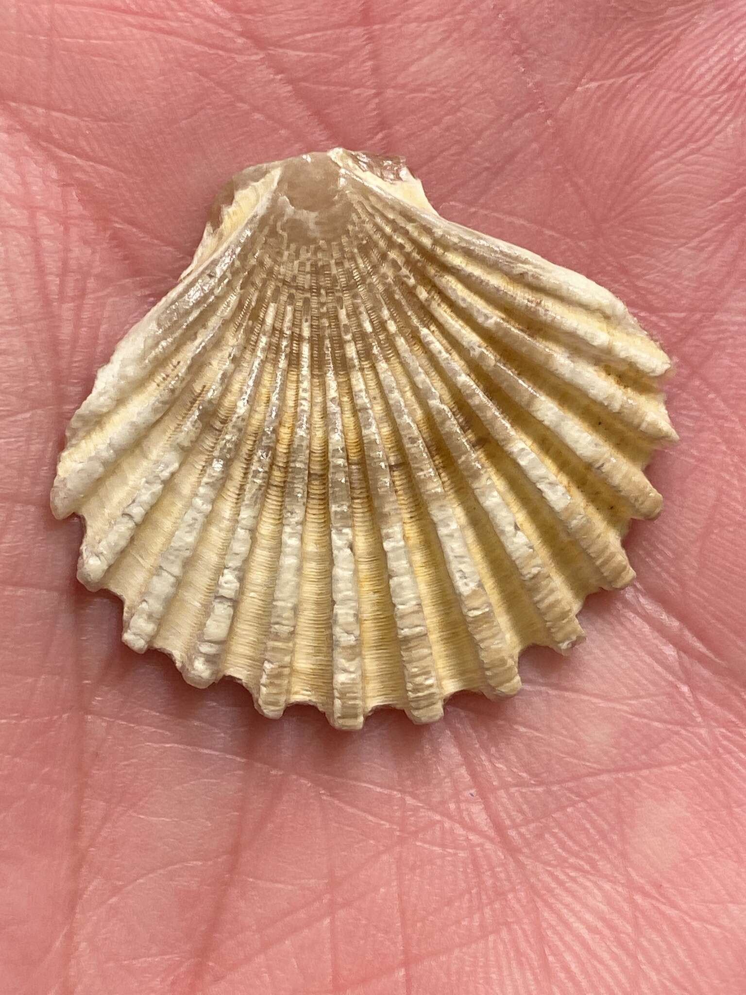 Leopecten Masuda 1971 resmi