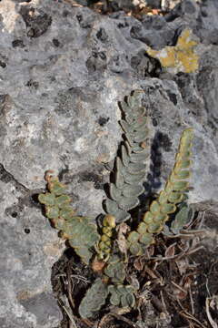 Image of Astrolepis crassifolia (Houlston & T. Moore) D. M. Benham & Windham